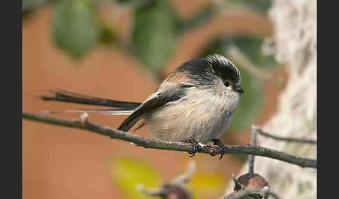 Schwanzmeise (Aegithalos caudatus)