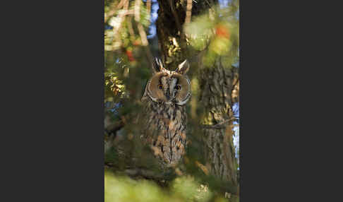 Waldohreule (Asio otus)