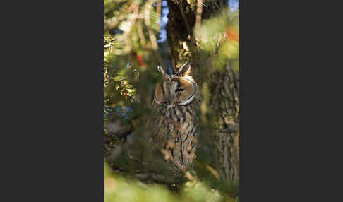 Waldohreule (Asio otus)