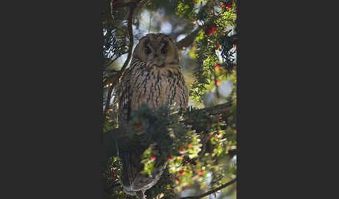 Waldohreule (Asio otus)