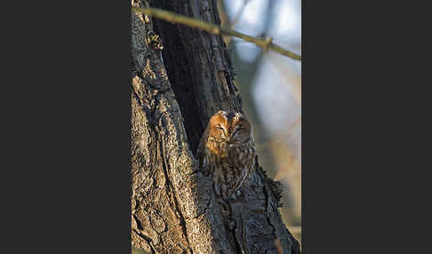 Waldkauz (Strix aluco)