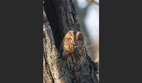 Waldkauz (Strix aluco)