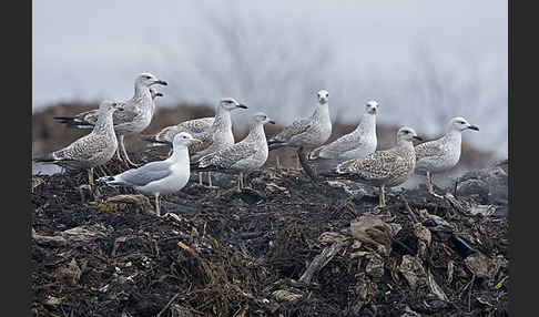 Silbermöwe (Larus argentatus)