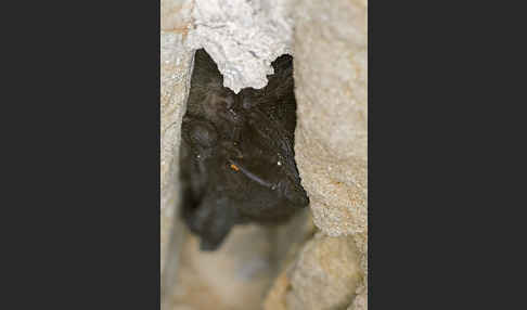 Mopsfledermaus (Barbastella barbastellus)