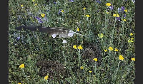 Igel (Erinaceus europaeus)