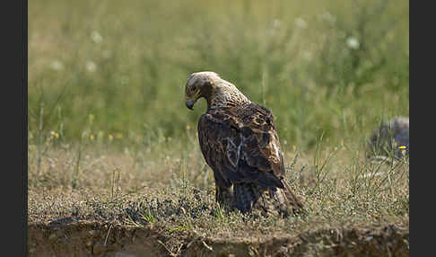 Kaiseradler (Aquila heliaca)