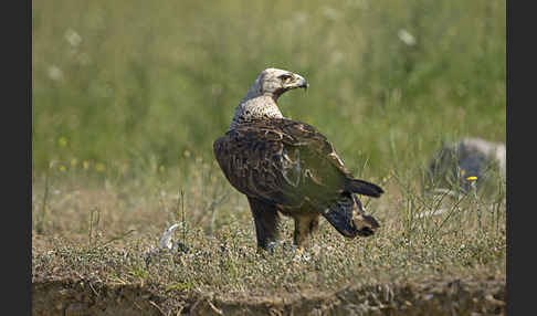 Kaiseradler (Aquila heliaca)