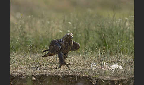 Kaiseradler (Aquila heliaca)