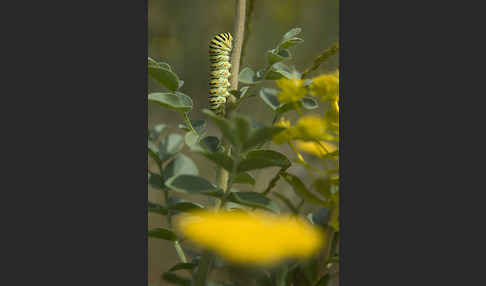 Schwalbenschwanz (Papilio machaon)