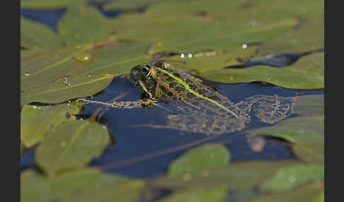 Seefrosch (Pelophylax ridibundus)