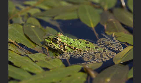 Seefrosch (Pelophylax ridibundus)