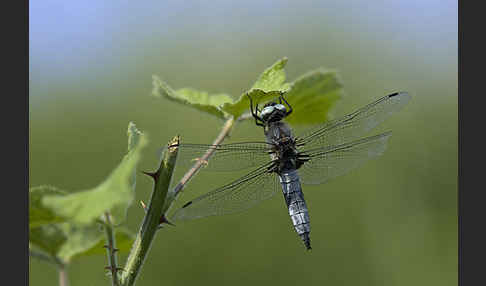 Spitzenfleck (Libellula fulva)