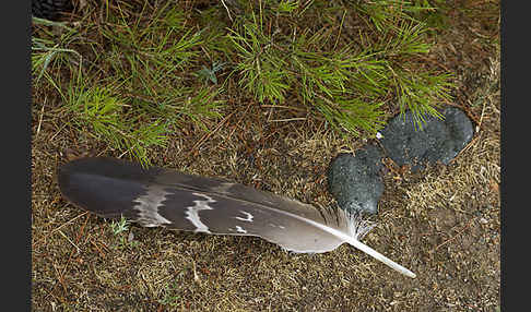 Steinadler (Aquila chrysaetos)