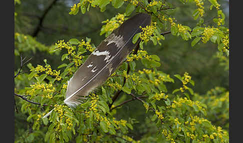 Steinadler (Aquila chrysaetos)