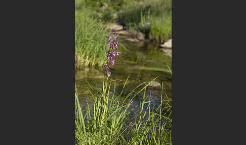 Lockerblütiges Knabenkraut (Orchis laxiflora)