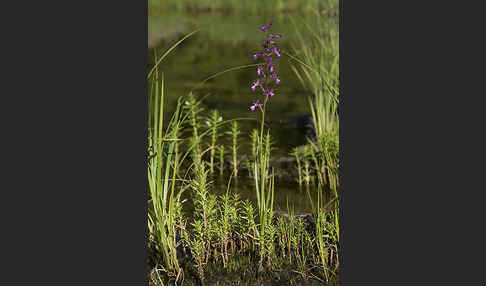 Lockerblütiges Knabenkraut (Orchis laxiflora)