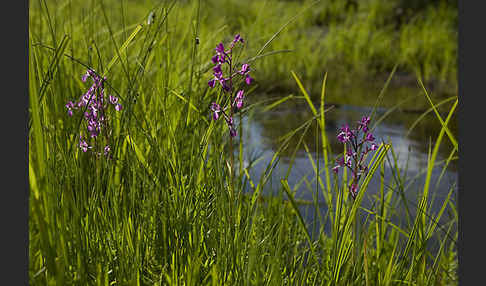 Lockerblütiges Knabenkraut (Orchis laxiflora)