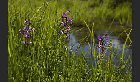 Lockerblütiges Knabenkraut (Orchis laxiflora)