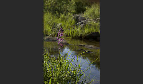 Lockerblütiges Knabenkraut (Orchis laxiflora)