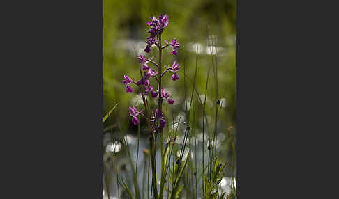 Lockerblütiges Knabenkraut (Orchis laxiflora)