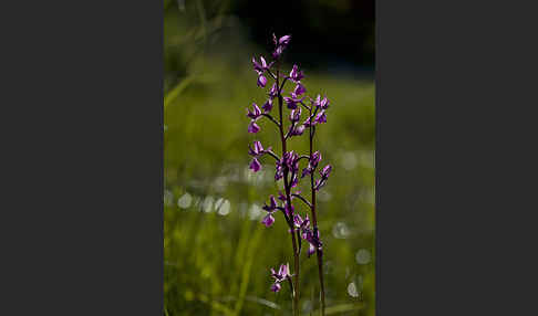 Lockerblütiges Knabenkraut (Orchis laxiflora)