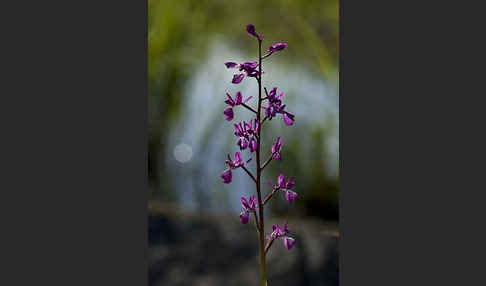 Lockerblütiges Knabenkraut (Orchis laxiflora)