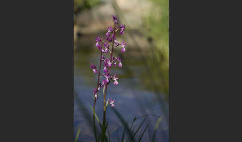 Lockerblütiges Knabenkraut (Orchis laxiflora)