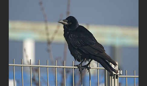 Saatkrähe (Corvus frugilegus)