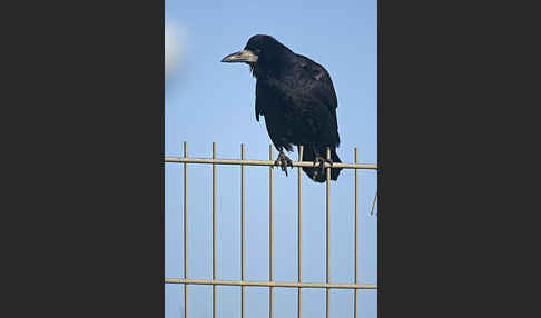 Saatkrähe (Corvus frugilegus)