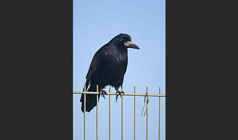 Saatkrähe (Corvus frugilegus)