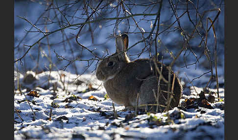 Wildkaninchen (Oryctolagus cuniculus)