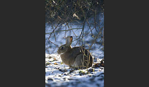 Wildkaninchen (Oryctolagus cuniculus)