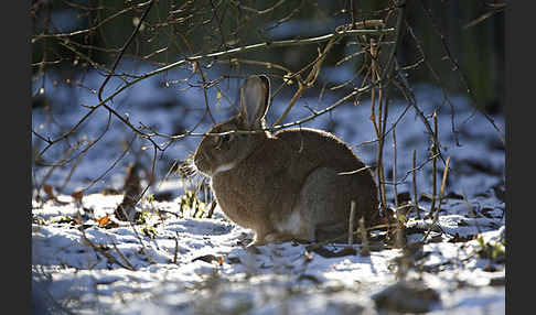 Wildkaninchen (Oryctolagus cuniculus)