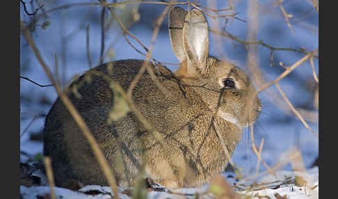 Wildkaninchen (Oryctolagus cuniculus)