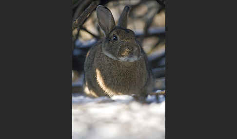 Wildkaninchen (Oryctolagus cuniculus)