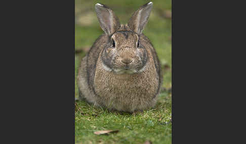 Wildkaninchen (Oryctolagus cuniculus)