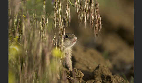 Gemeines Ziesel (Citellus citellus)