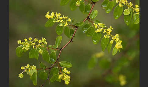 Zickzackdorn (Ziziphus lotus)