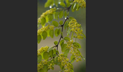 Zickzackdorn (Ziziphus lotus)