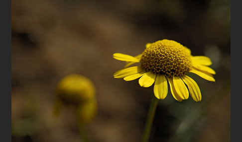 Färber-Hundskamille (Anthemis tinctoria)