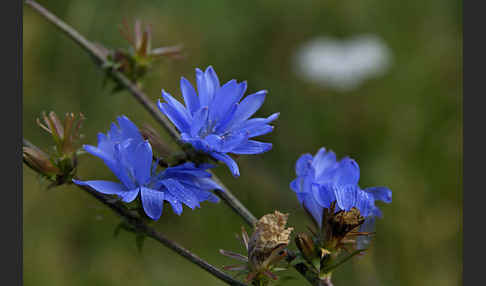 Gewöhnliche Wegwarte (Cichorium intybus)