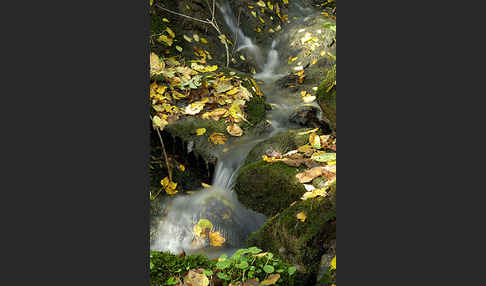 Herbst (autumn)