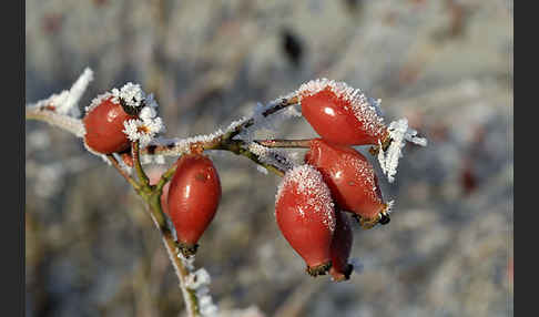 Hunds-Rose (Rosa canina)