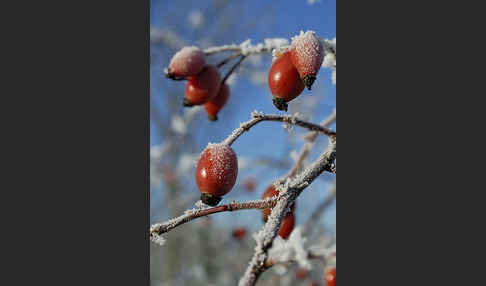 Hunds-Rose (Rosa canina)