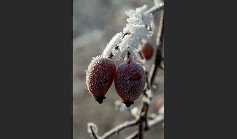 Hunds-Rose (Rosa canina)