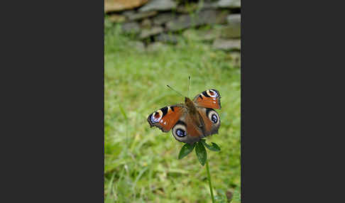 Tagpfauenauge (Inachis io)