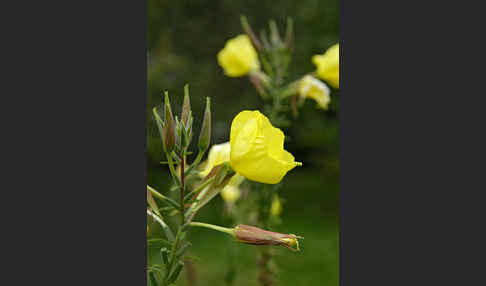 Nachtkerze (Oenothera spec.)