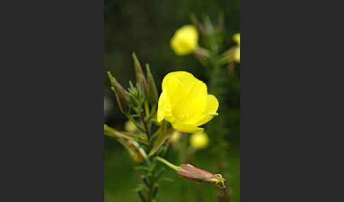 Nachtkerze (Oenothera spec.)