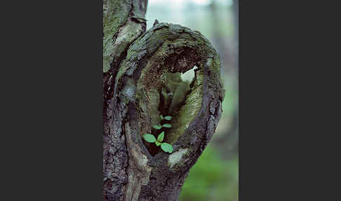 Baum, bäume (tree)