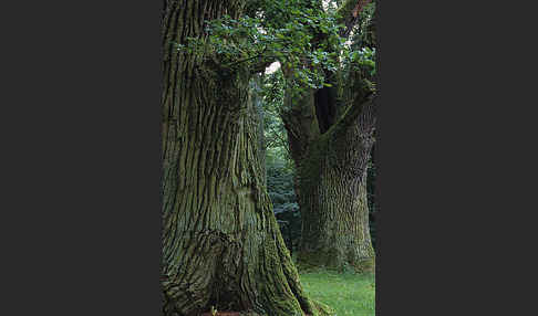 Baum, bäume (tree)